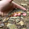 flyfisherrr