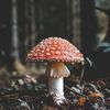 Mushroom🍄