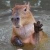 dawaterhog