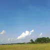 manda_sari1