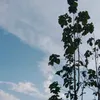 devinaaaa145