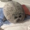 sealy_inthedark