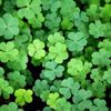 clover.m7