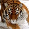 bekish_87