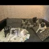 puggymama