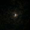 afrahalshami7