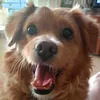 georgis_34
