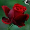 xanaan.ahmed4