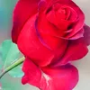 muhammadamjad1190
