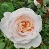 lueuranonyme
