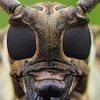 mistiknight7