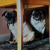 Trey( cocoa_lexi_pugs) ❌