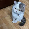 bap_cair1212