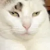 saimah804