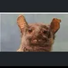 elconejogarca