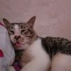 agusno
