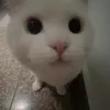 meomincutoi