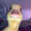 pesaporn_