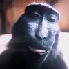 justamonkey67