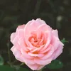 deeqa313