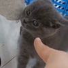 kucirkucing