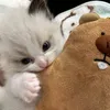 nhlnhoanhh