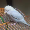 chipchip_cute_vl