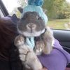 mr.peanut_the_rabbit