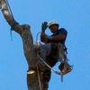 bigtreerios