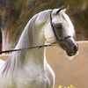 ssaud7077