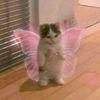 kylie.n117
