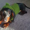 arthur_thedachshund