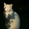 anaqt_00