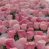 iimam_22