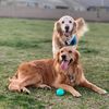 2.dogs.and.a.redhead