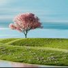 braya_67