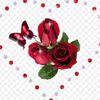 www.kerim.com