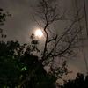 1anisha256