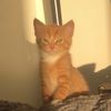 ___42_cats