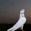 mudassarrana51