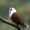 trexysiizvonar