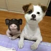 cucumber_12340