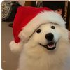 fycci_on_twitch