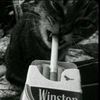 amoreisab3la_
