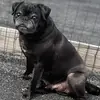 hugyourpug