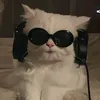 pawsnkeys