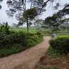 rianerlangga2