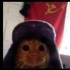 russian_cat50