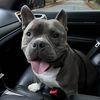 Gunner | Pocket Bully
