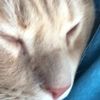 mycatchickennugget